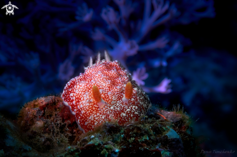 A Goniobranchus reticulatus | NUDIBRANCH