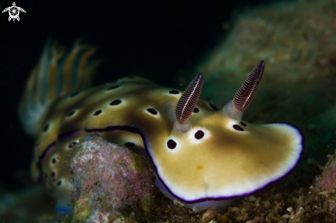 A Hypselodoris tryoni nudibranch