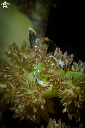 A Transparent glass shrimp