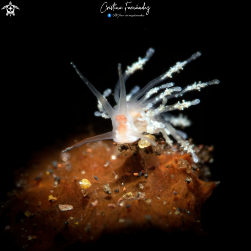 A Eubranchus sp. | Nudibranch