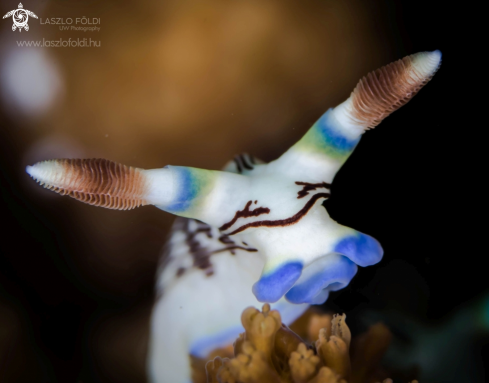 A Nembrotha lineolata | Nembrotha lineolata