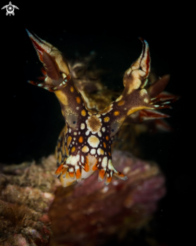 A Bornella anguilla nudibranch