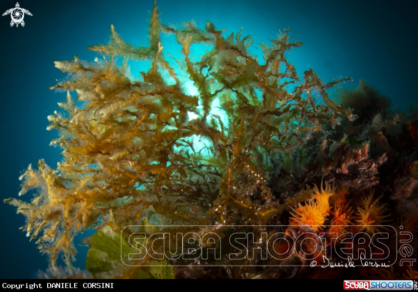 A alghe brune