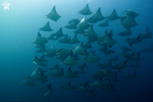 A Mobula munkiana | Munk's devil ray