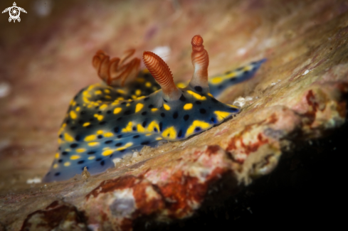 A Hypselodoris infucata nudibranch