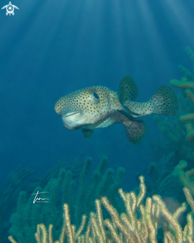 A Porcupinefish