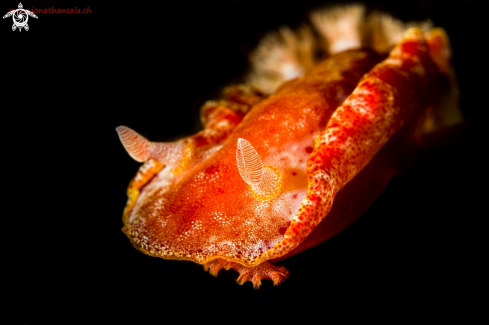 A Hexabranchus sanguineus | Spanish Dancer