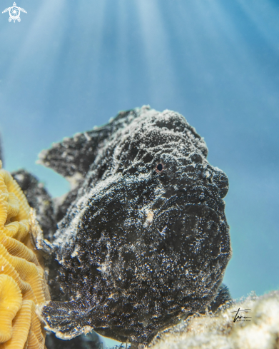 A Frogfish