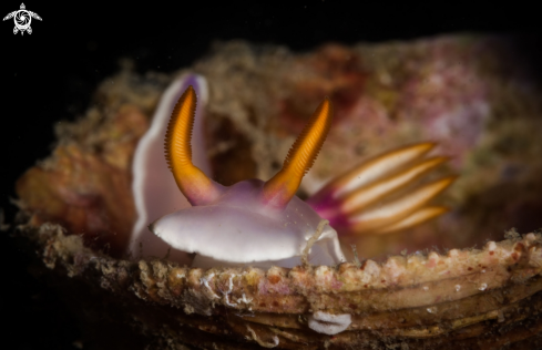 The Hypselodoris Bullockii nudibranch