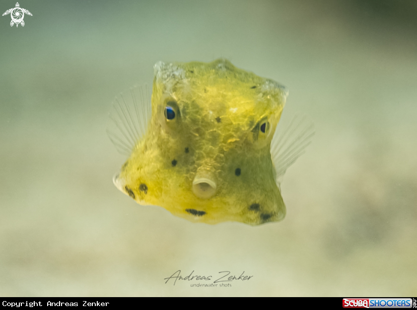 A Yellow boxfish (juvenile)