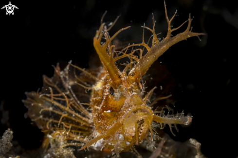 A Pteroidichthys amboinensis | Ambon Scorpionfish