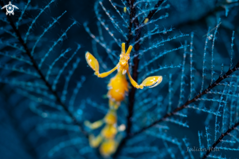 The Skeleton shrimp