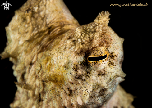 A Mimic Octopus