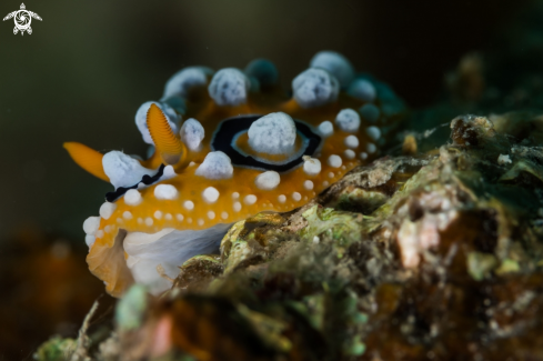 A Phyllidia ocellata nudibranch