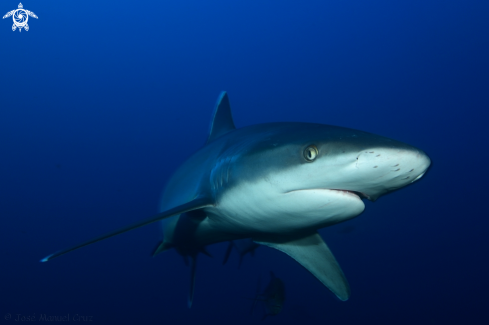 A Silvertip shark