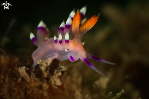 The Coryphellina exoptata nudibranch