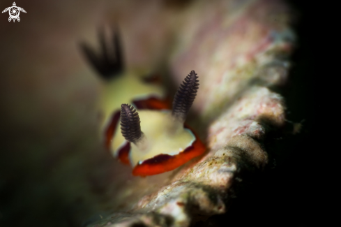 A Chromodoris fidelis nudibranch