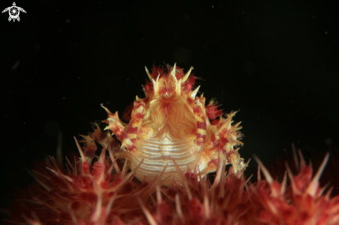 A Hoplophrys oatesii | Candy Crab