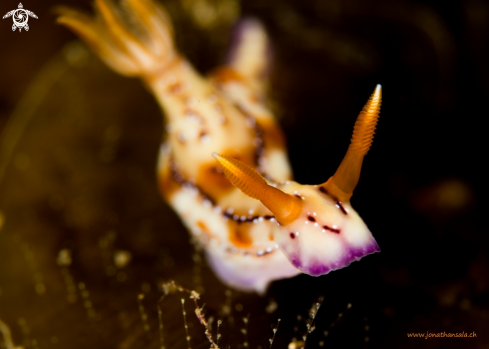 A Hypselodoris Krakatoa