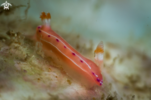 The Hypselodoris nudibranch