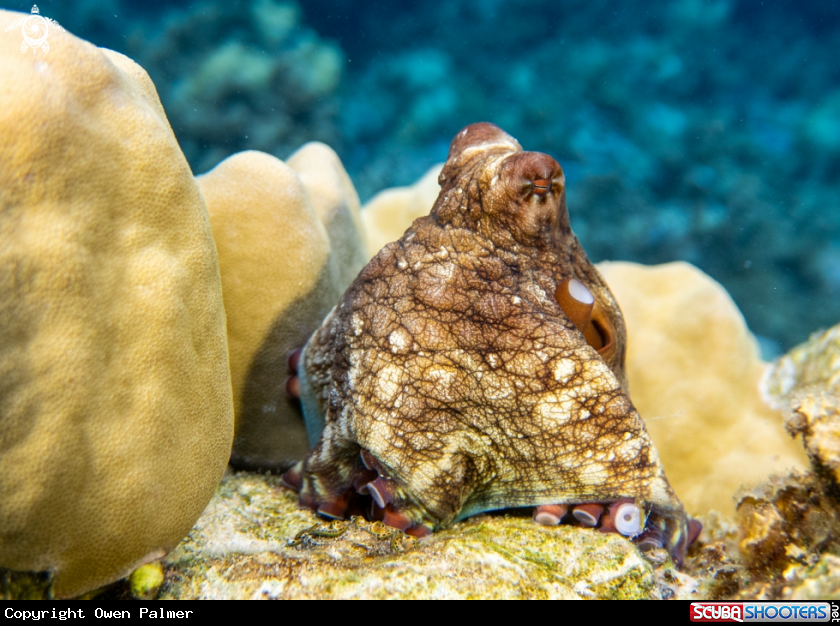 A Reef Octopus