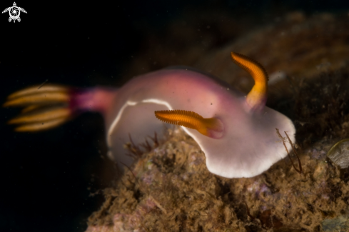 A Hypselodoris Bullockii nudibranch | Hypselodoris Bullockii nudibranch