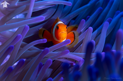 A Amphiprion ocellaris | CLOWN FISH