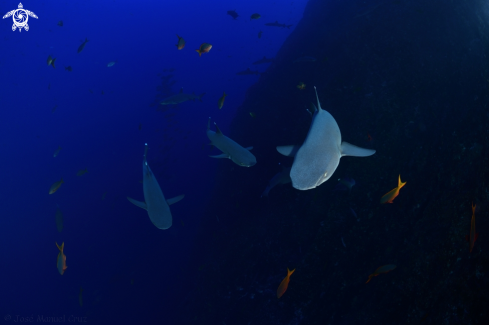 A Whitetip reef shark