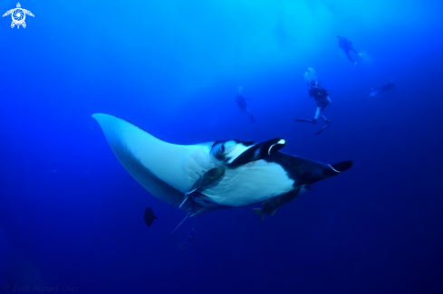 A Giant manta