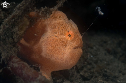 Painted Frogfish