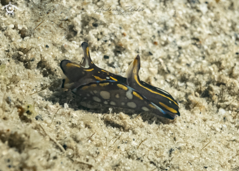 A  Philinopsis speciosa  | Showy Headshield Slug