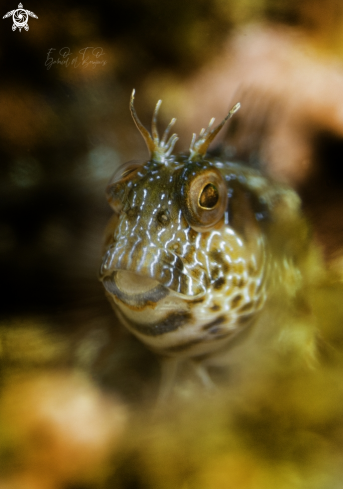 A amigo blenny