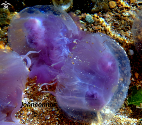 A Pelagia noctiluca | Méduse Pélagique