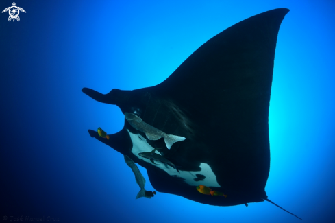 A Giant manta