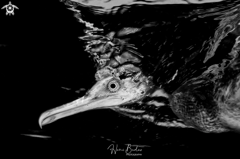 A socotra cormorant