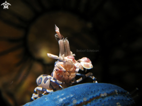 A Harlequin Shrimp