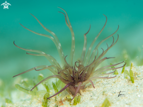 A Tube dwelling anemone