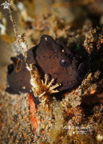 A Ocellated Frogfish