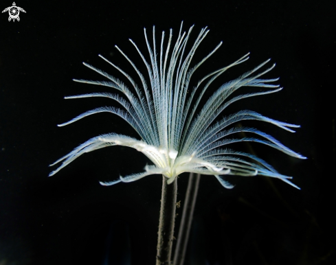 A Fanworm