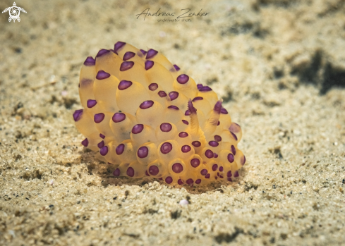 A Purple-tipped janolus