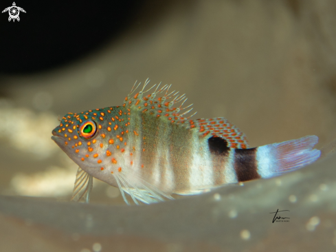 A Amblycirrhitus pinos | Red spotted hawkfish
