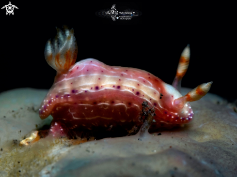 A Nudibranch