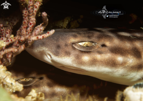 A Atelomycterus marmoratus (Anonymous [Bennett], 1830)  | Coral Catshark 