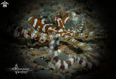 A Wunderpus photogenicus (Hochberg, Norman & Finn, 2006) | Wonderpus Octopus