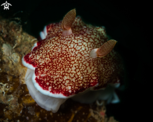 A Goniobranchus reticulata nudibranch