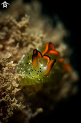 A Elysia ornata nudibranch