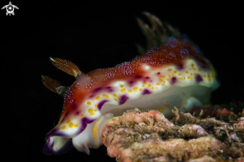 A Goniobranchus collingwoodi nudibranch