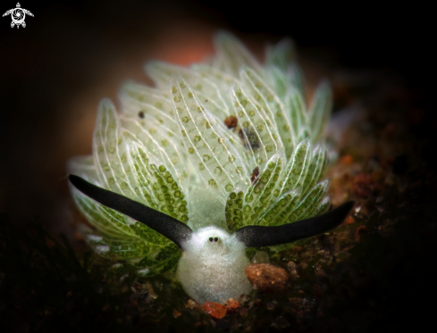 A Usagi Sea Slug (3 mm - 0.11 inch) 