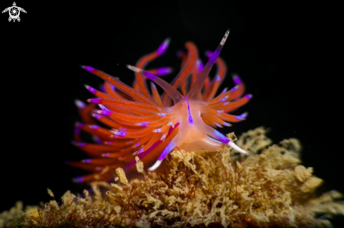 A Red Flabellina nudibranch