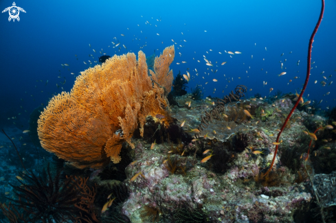 A gogonian